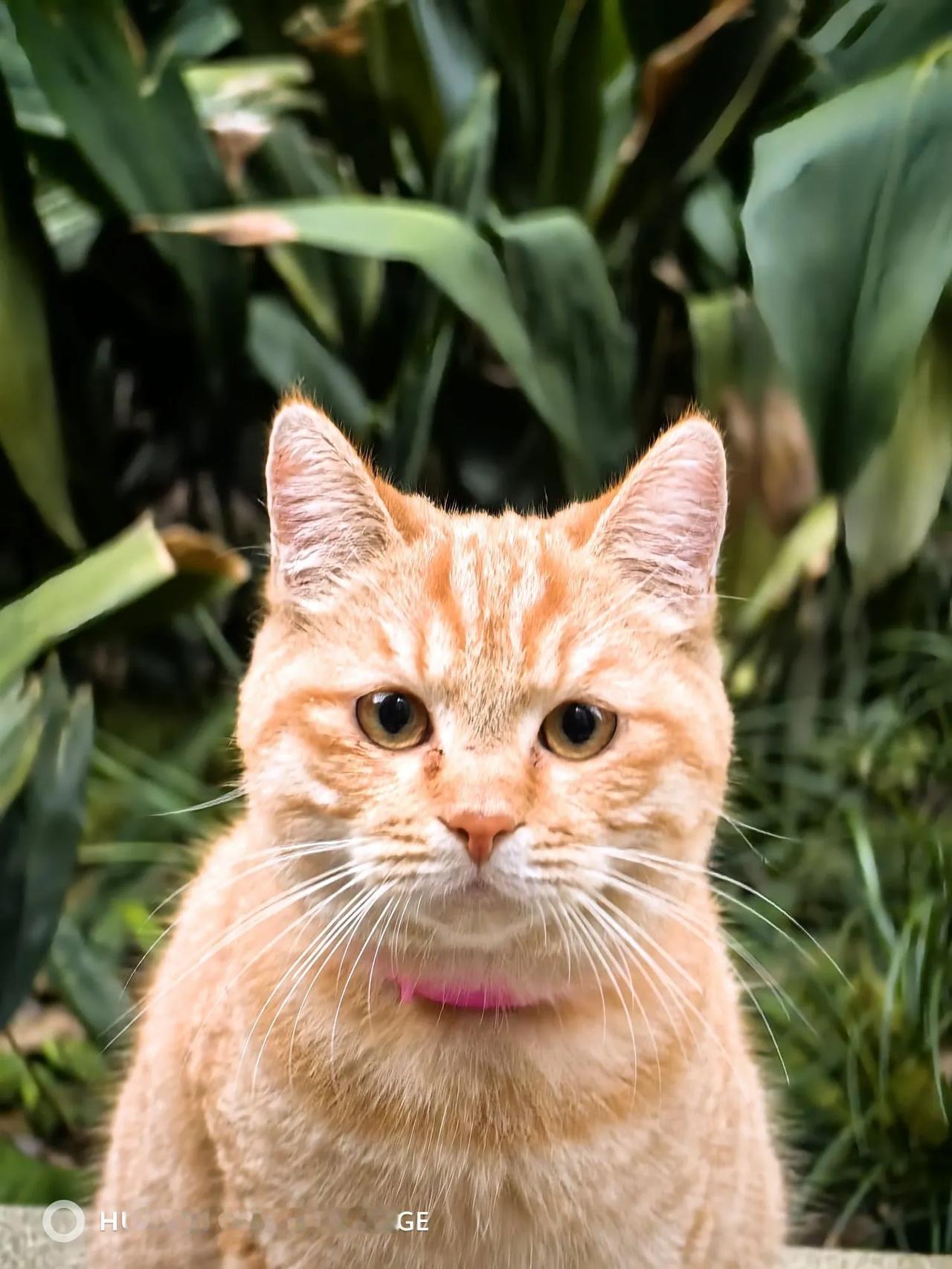 我镜头下的小猫