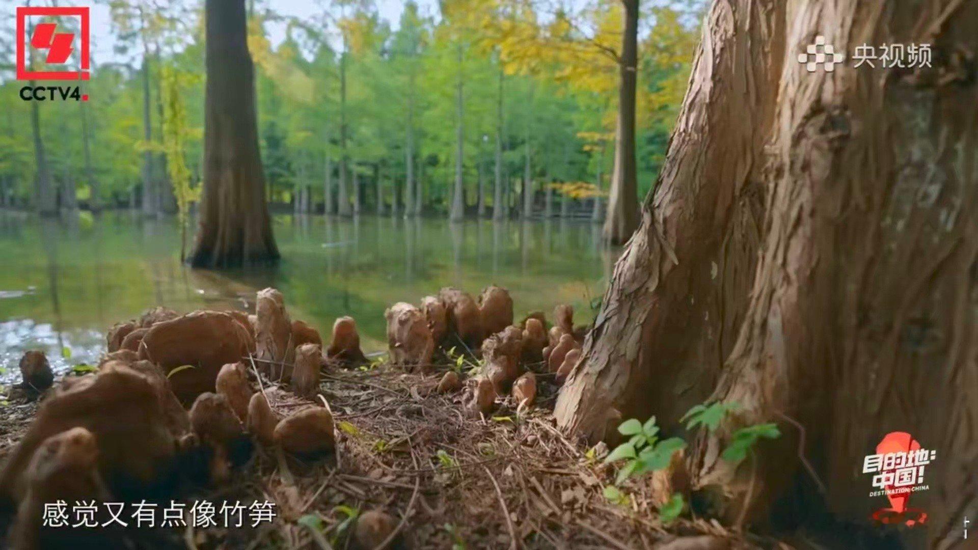 录综艺意外发现存活1亿年的物种 综艺镜头捕捉到地球的“时间旅行者”！水杉存活一亿