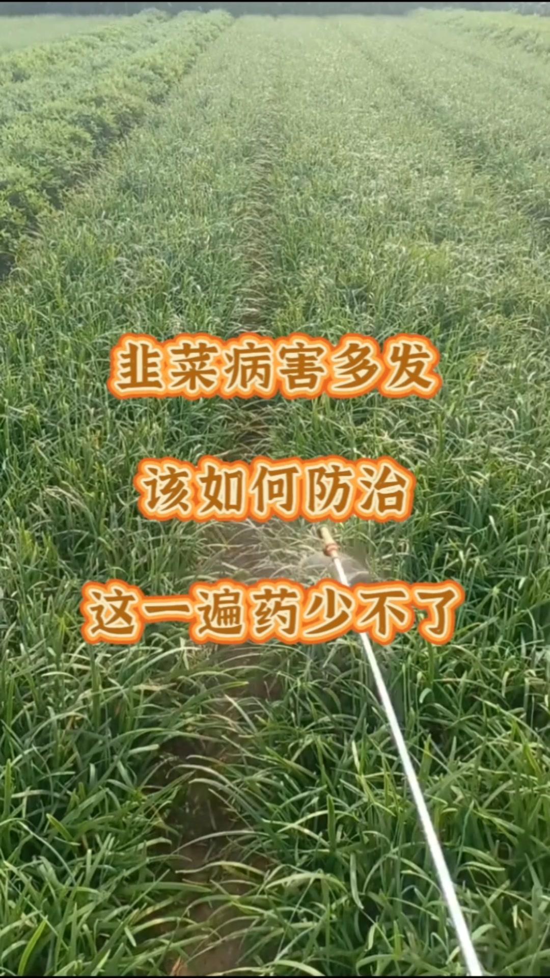 💊天晴后及时防治是关键，可用韭菜菌无忧，每50克兑水30斤，间隔3-5天打一次
