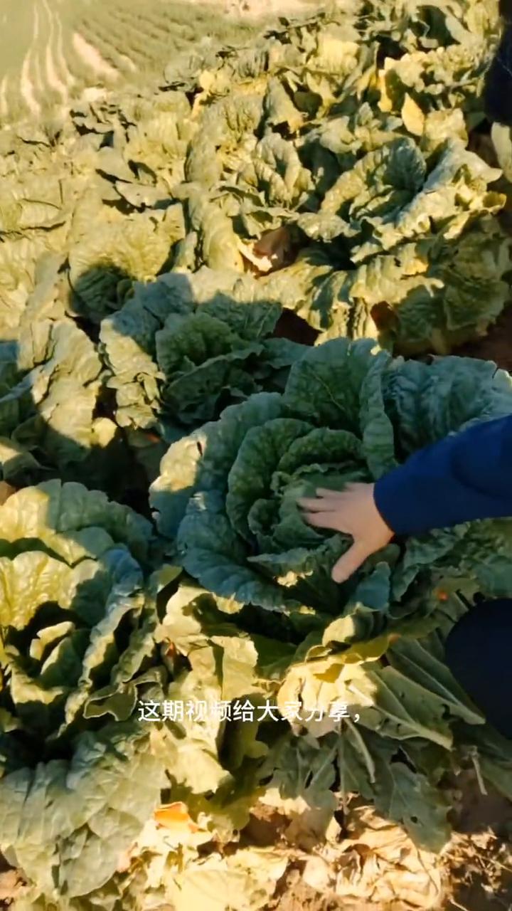 11月份没有气温骤降，可以适当延缓收获大白菜。
亲爱的朋友们大家好！这期视频给大
