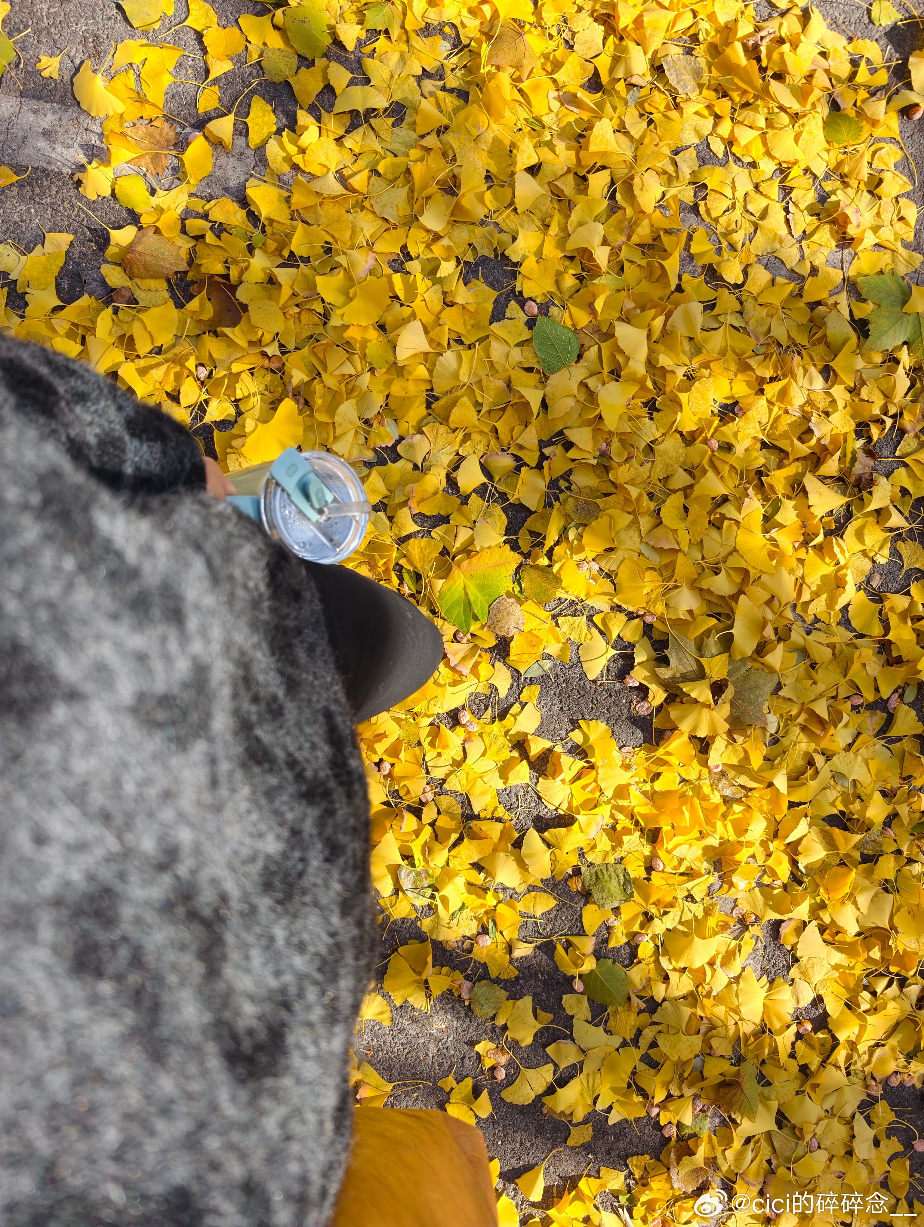去健身的路上，风把北京的秋天吹到地上北京的秋天 ​​​