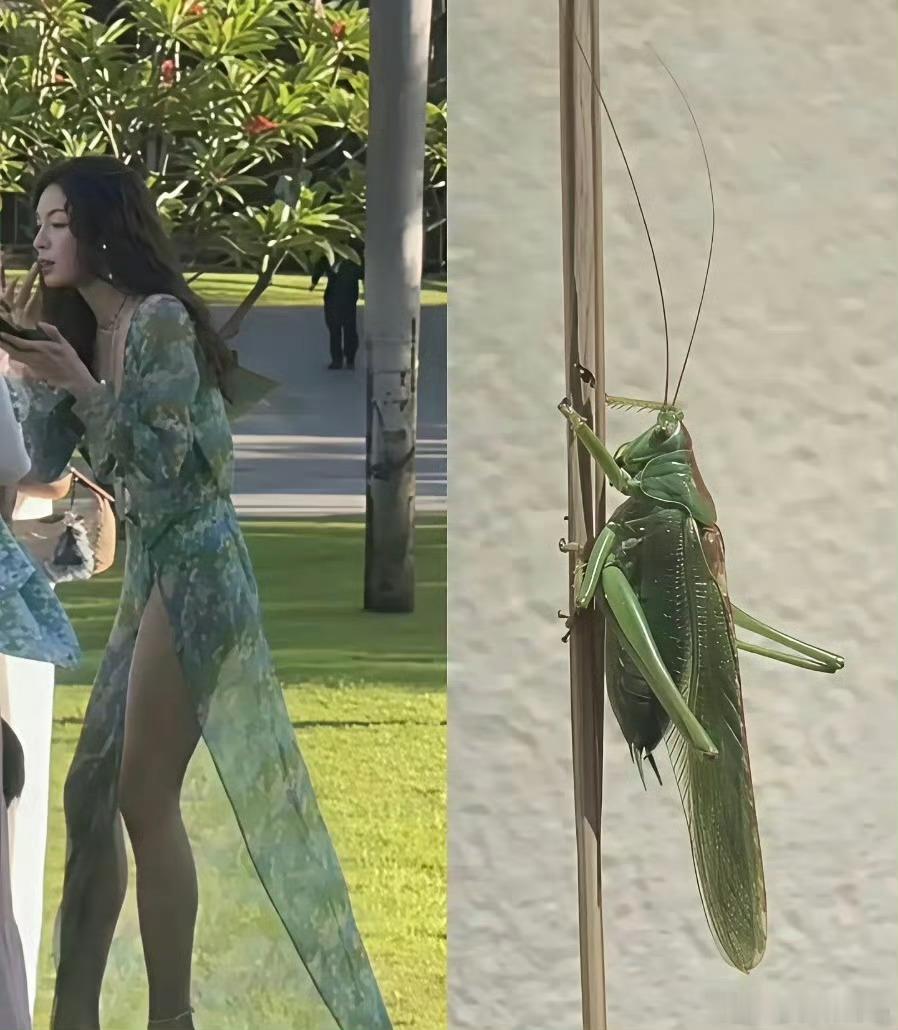 这个裙子的设计灵感是不是来自这啊 