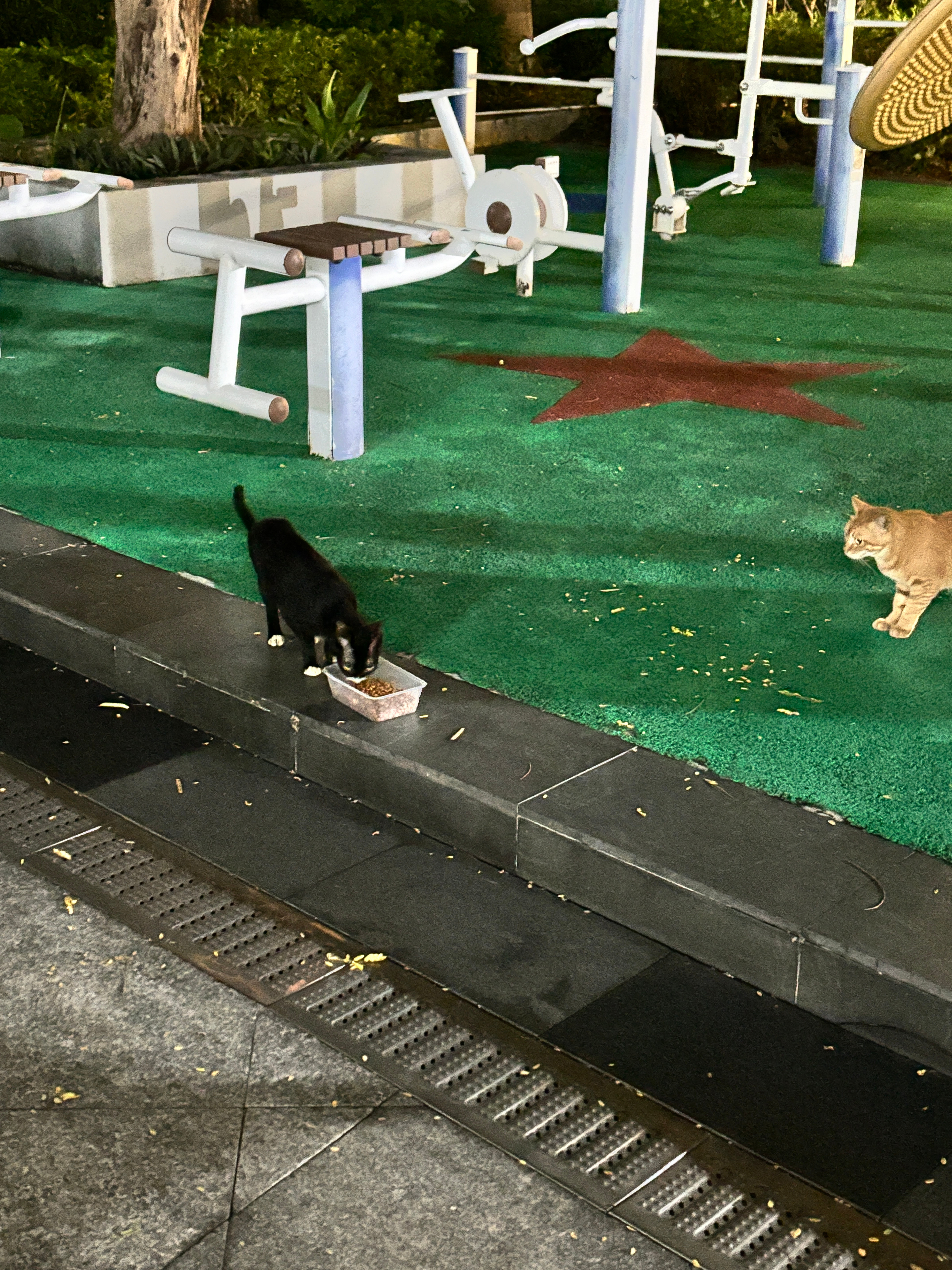 不知道台风天我们家楼下流浪猫有没有找地方躲起来[泪] ​​​