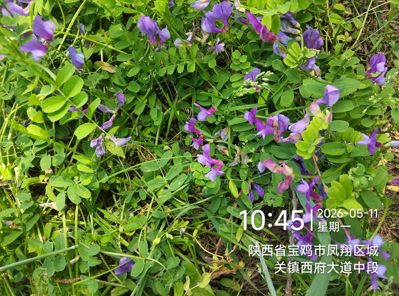 我评论了@Top guide 的作品：
[赞][赞][赞]