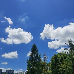 雨中绽放的玫瑰
