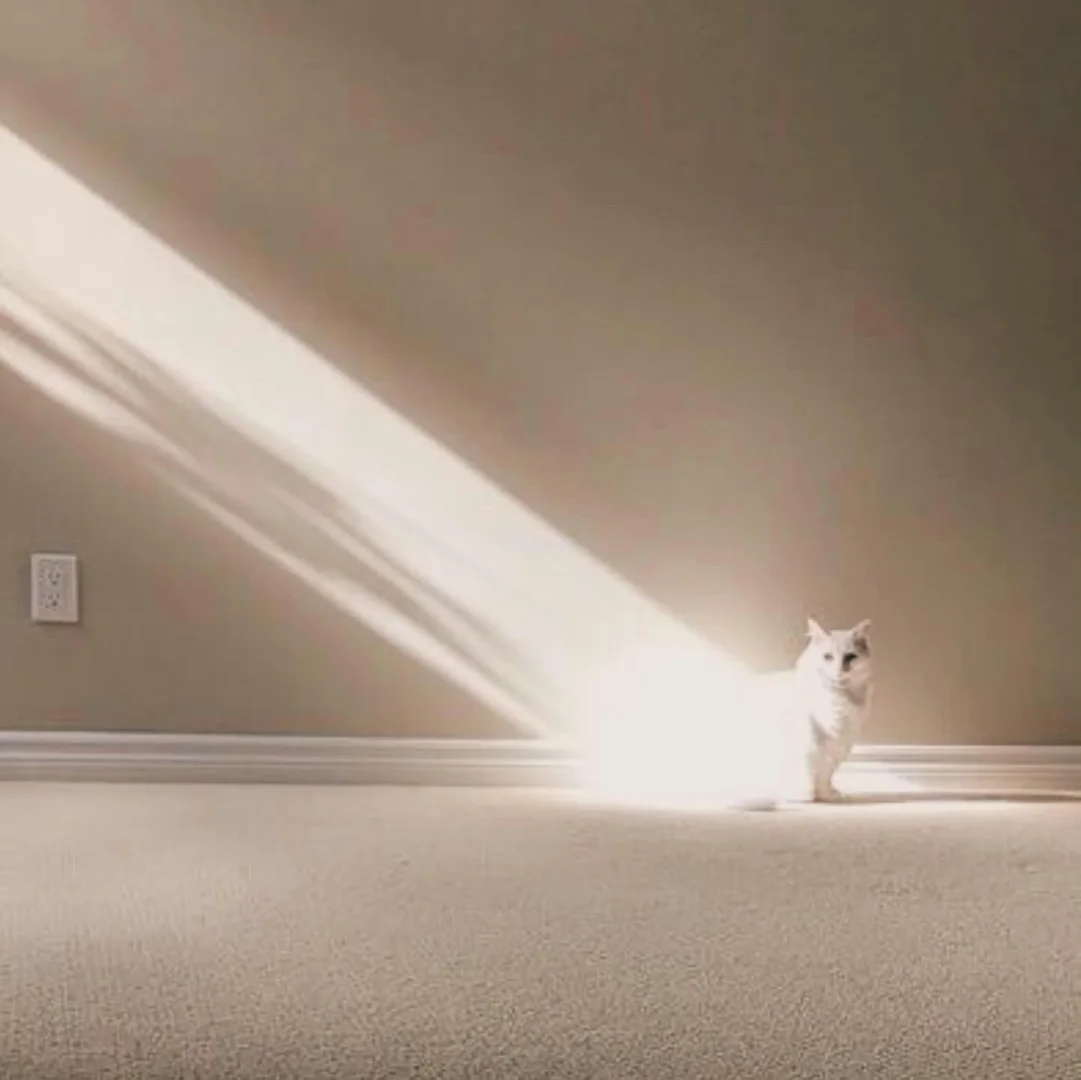 猫咪：v你50，把画删了吧