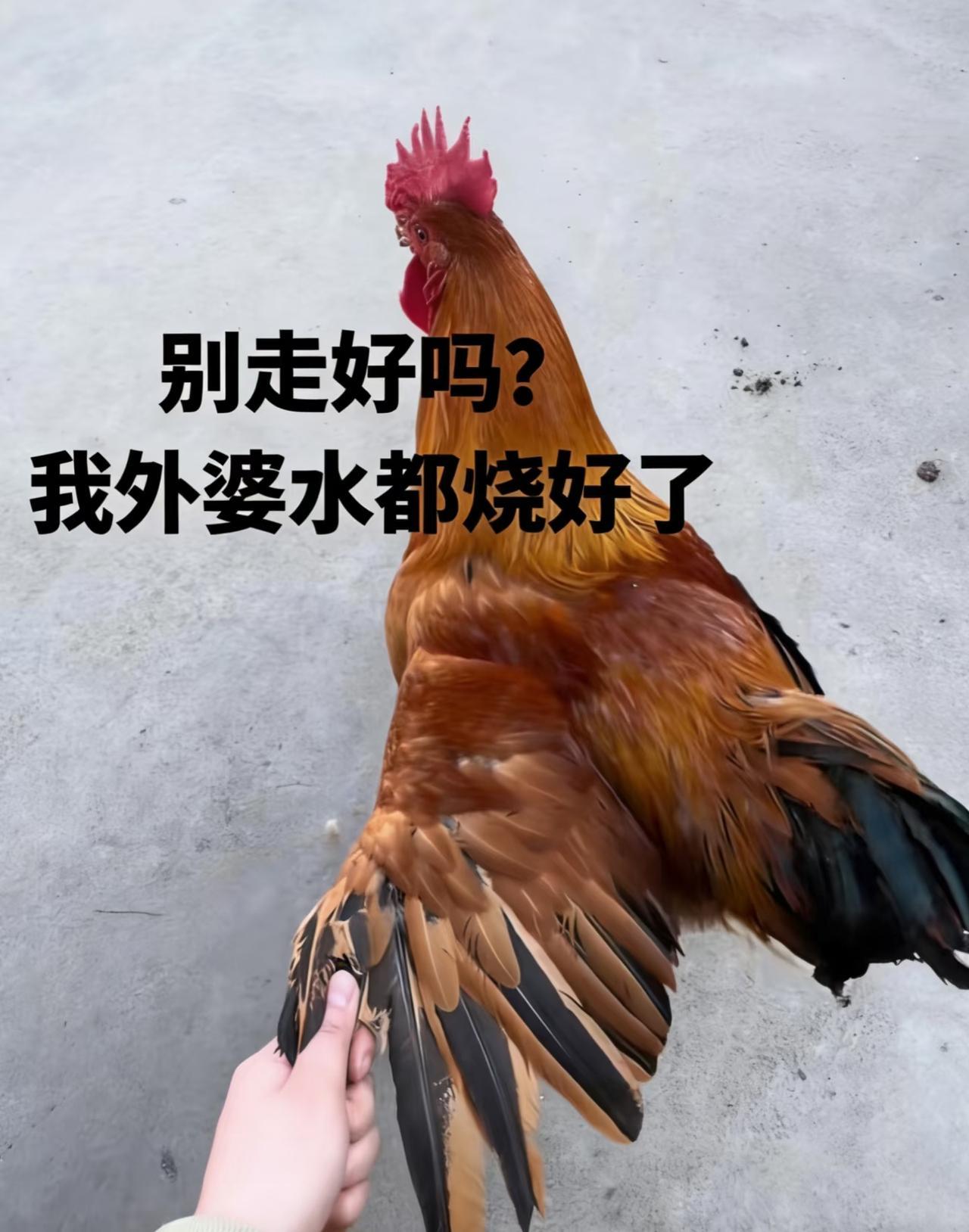 🐓鸡 : 我真有事~😂