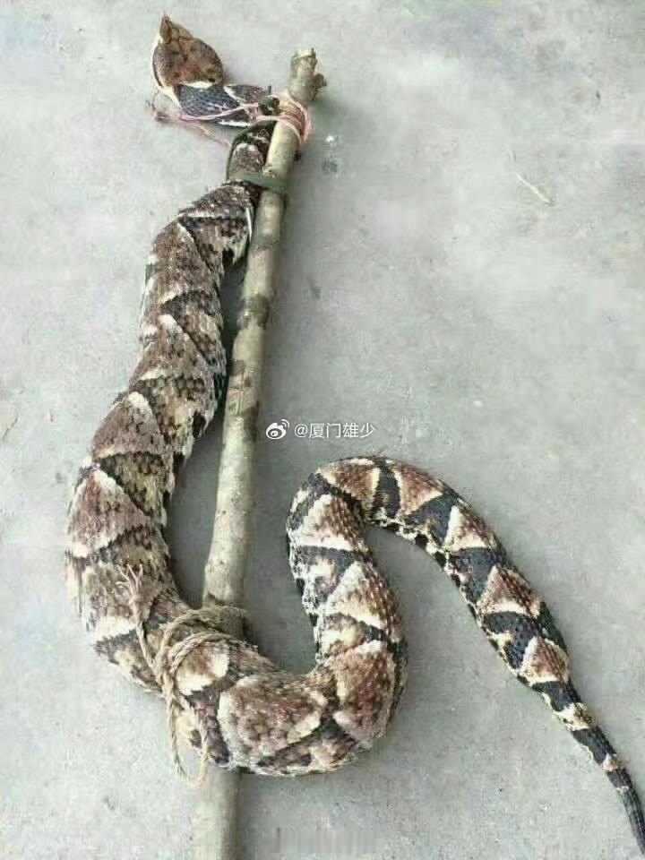 中学学的一篇课文~~ ​​​