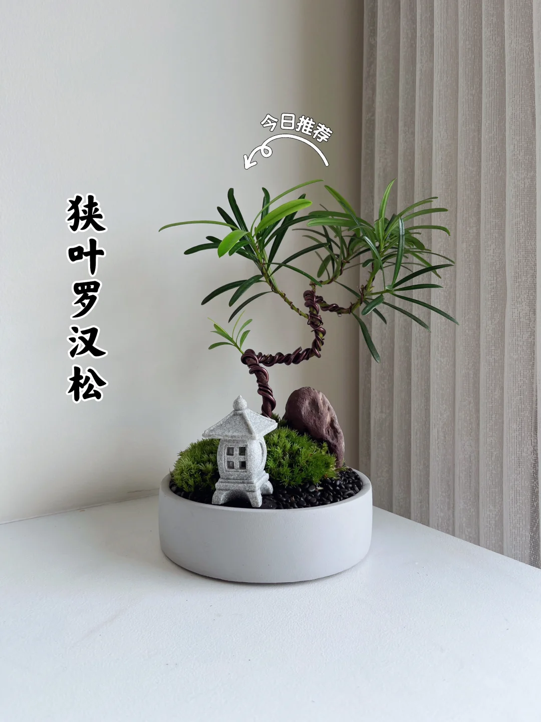 🇲🇾狭叶罗汉松（一物一拍）