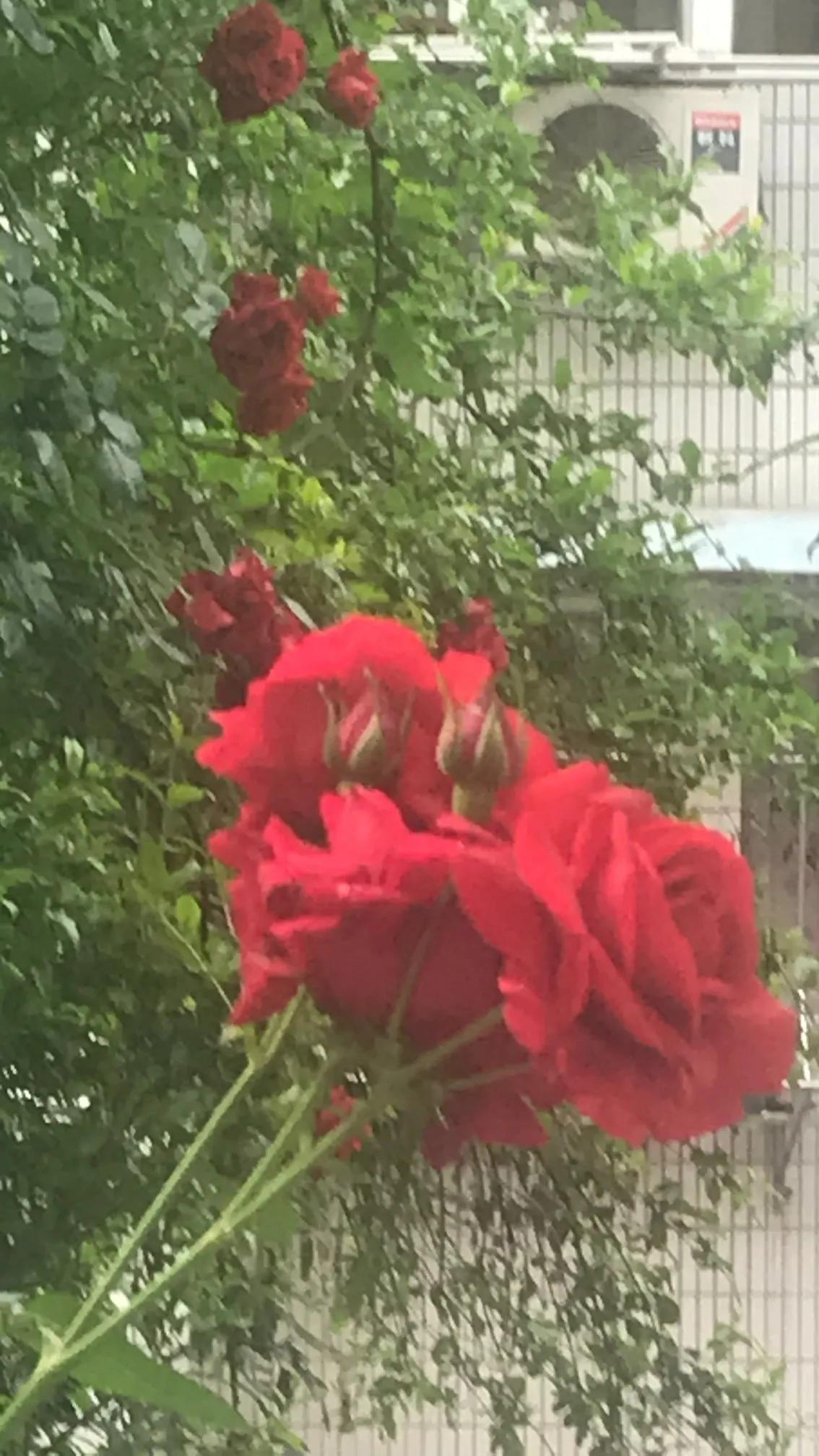 红艳枝头绽，芳香扑鼻来。