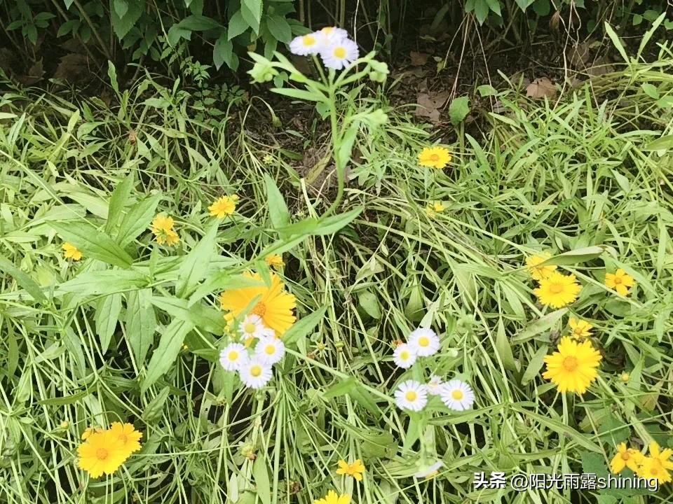 记录我的2026野菊花开了！白的、黄的开得正艳！