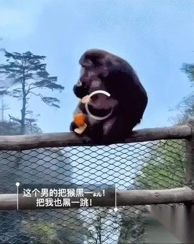 推峨眉山猴子的男子

真被罚了！

我反而觉得这事还有要说道的地方。

别总拿“