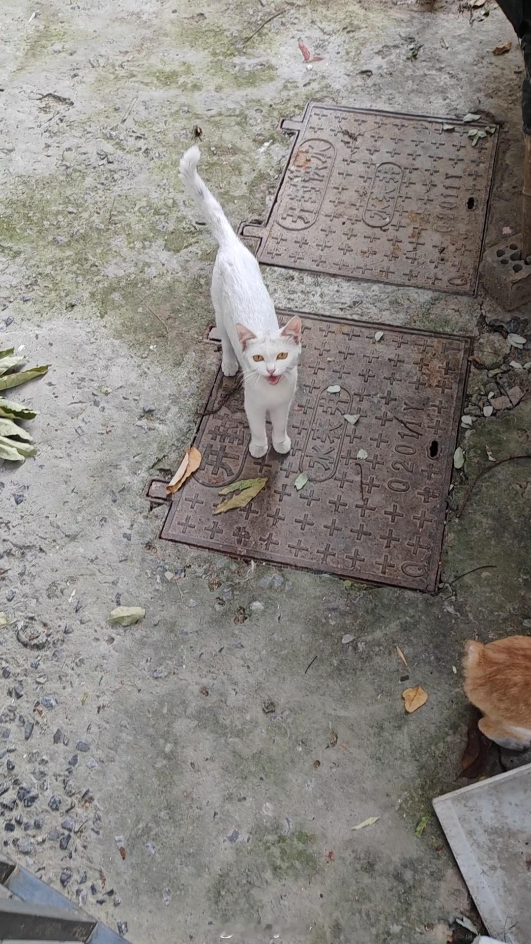 周二愉快[抱一抱][奶牛猫]早上好呀猫猫们今天都在小院子里等着超乖的呀一看就是饿