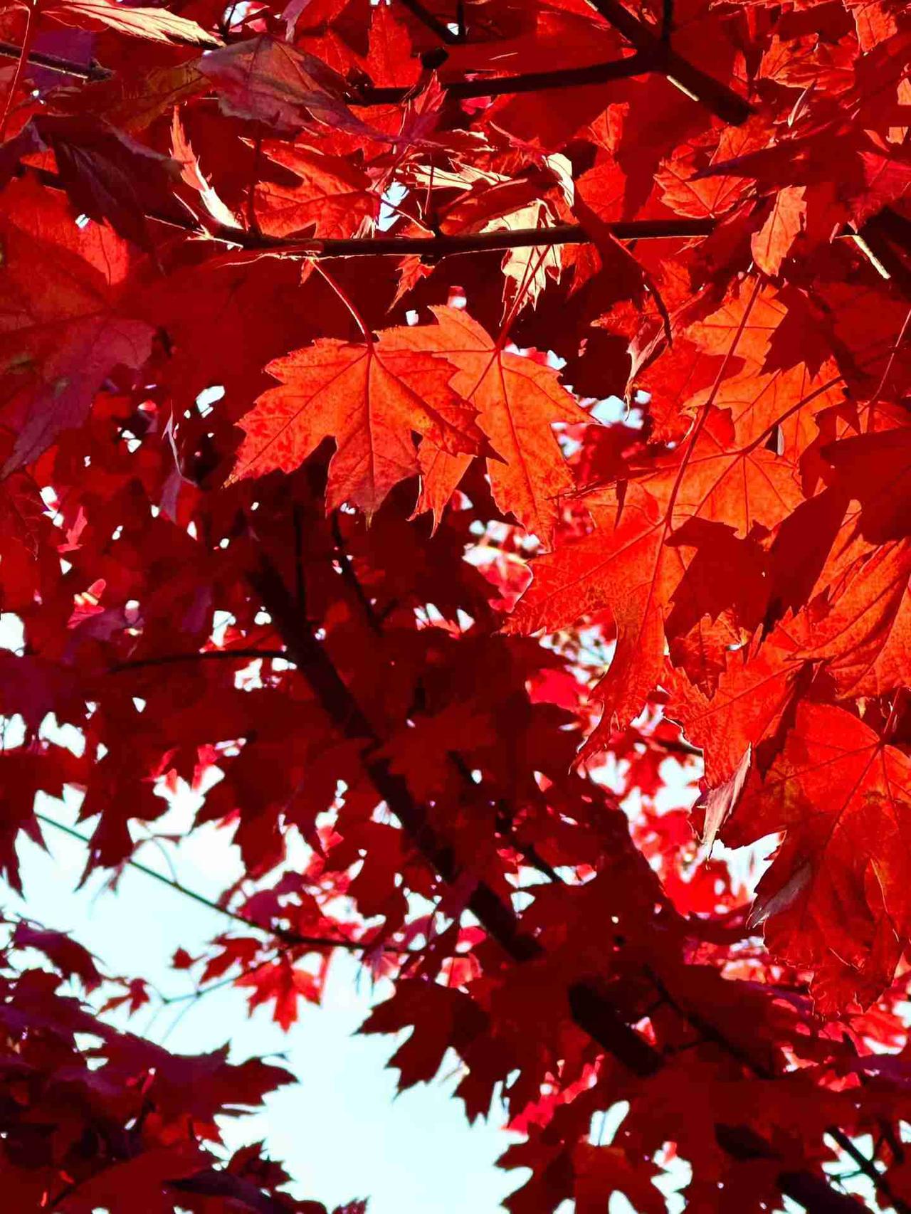 人生可贵，目标百岁；
珍爱自己，不要太累；
适当锻炼，会吃能睡；
欢歌笑语，开心