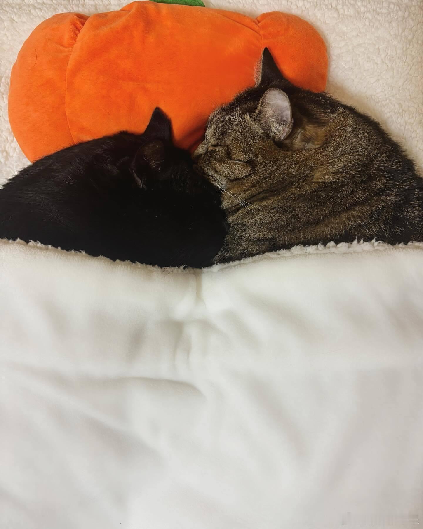 感情好的猫是这样睡觉的cr：coco_nyanco2 