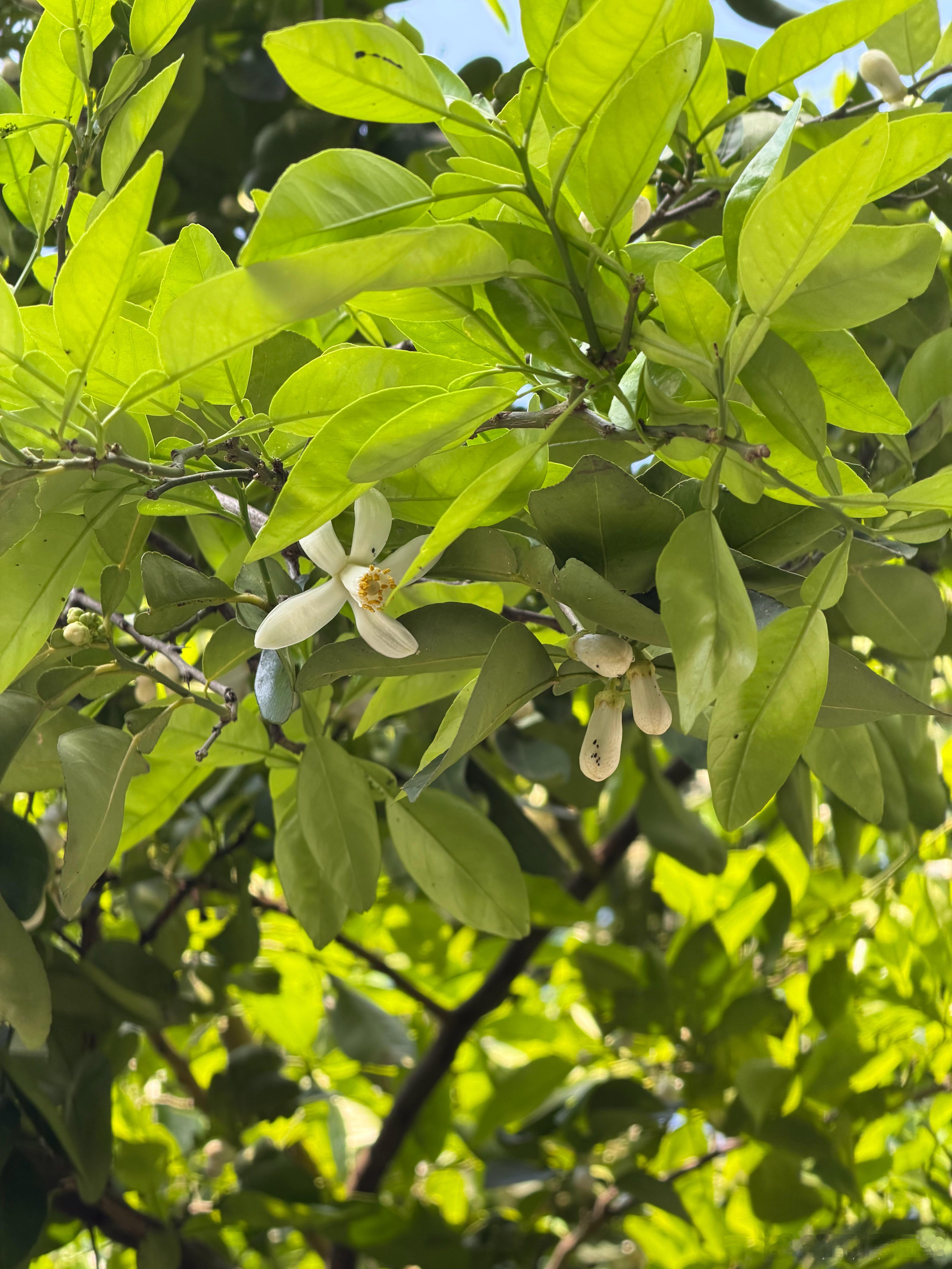 昨天抽空看了下梁朝伟新上映的电影，《寂静的朋友》，这是一部真正关于植物的电影，但