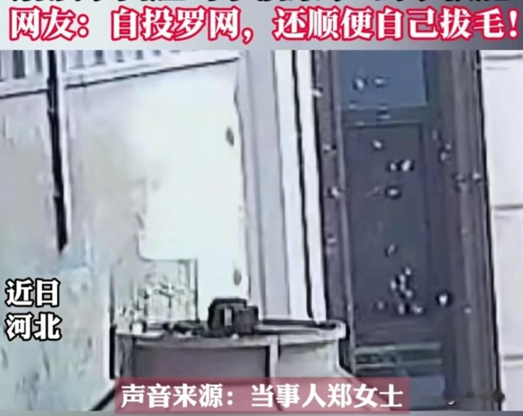 前一秒看见漫天飘散的鸽毛，还忍不住替这只倒霉鸽子揪心，谁料剧情反转来得猝不及防！