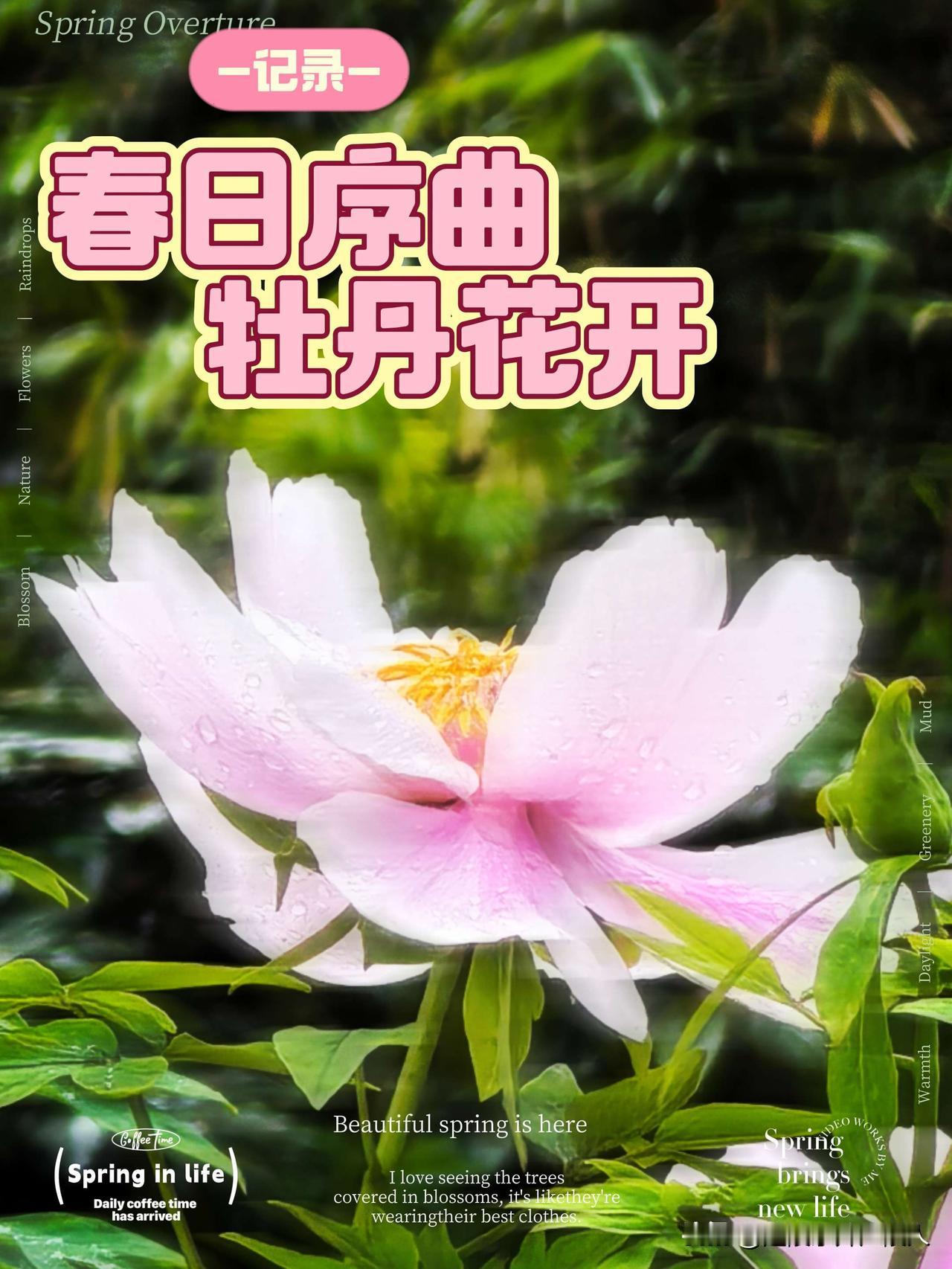 唯有牡丹真国色，花开时节动龙城。
东坡公园里面的牡丹花开了。