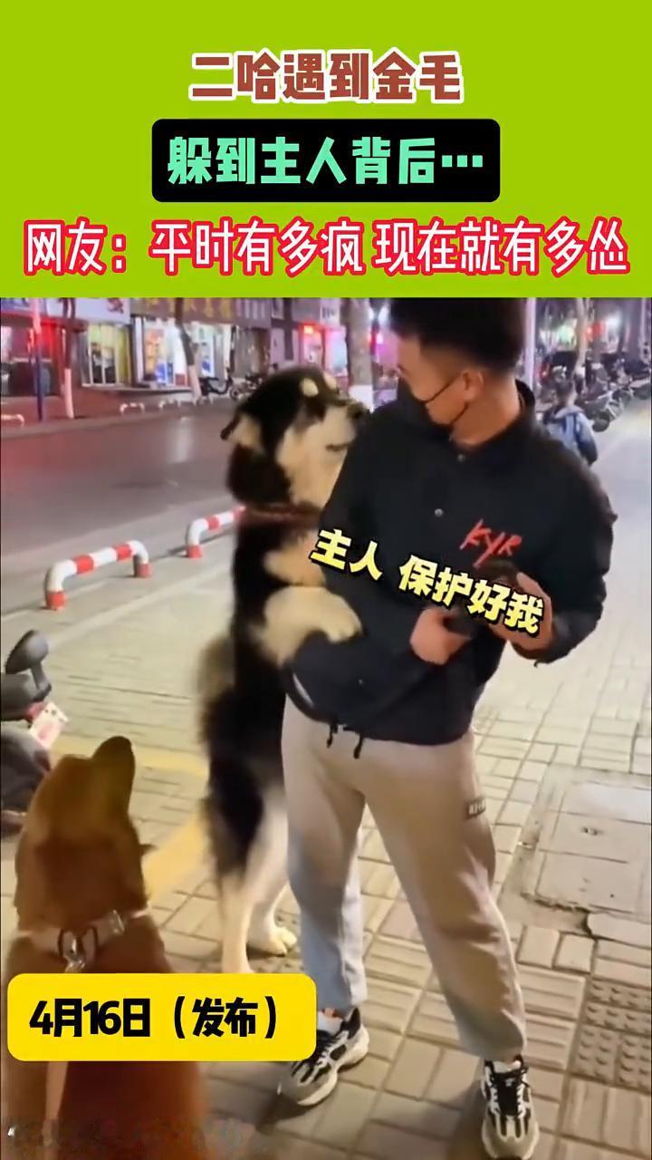 二哈遇到金毛躲到主人背后。
网友：平时有多疯现在就有多怂。
4月16日(发布)，