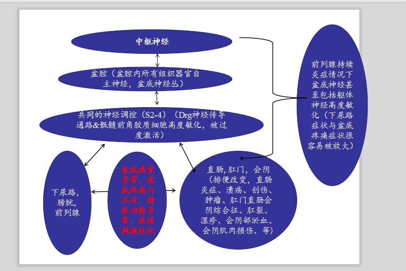 盆腔（下尿路---会阴直肠肛门）一体化理论
1前列腺持续炎症情况下盆底神经甚至包