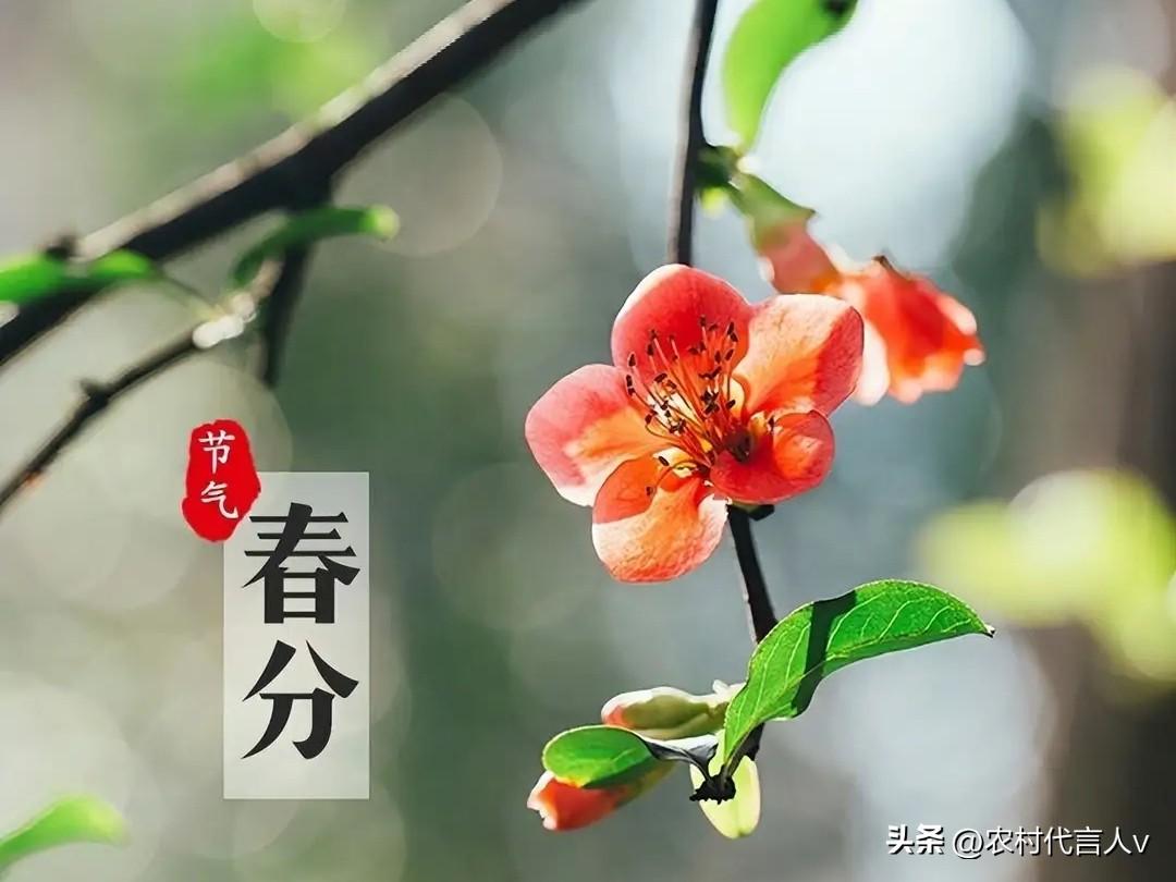 不是迷信！明日春分，3事别犯了忌讳：1不关2不发3不赶，马年大吉。
 
“春分昼