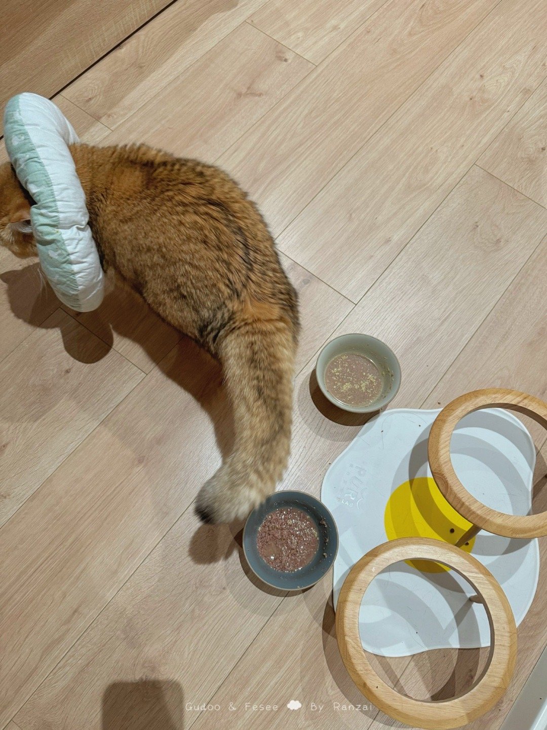 给饭的时候不积极，吃完还剩大半碗，睡前收起来之后又静坐抗议[顶][顶][顶]真是
