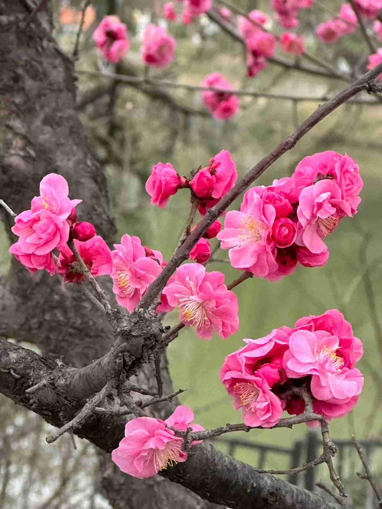 我的今日状态：😁轻松愉快
我这里的天气：🌤️多云
春暖花开了
