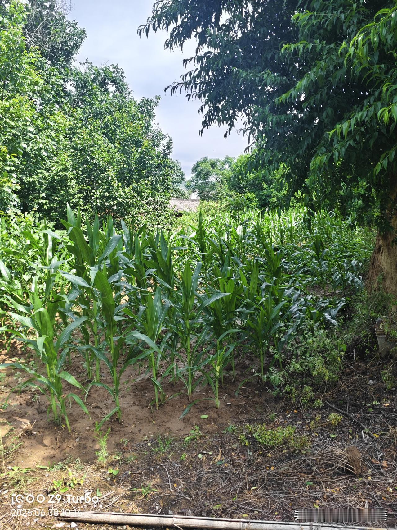 白雨有三场，昨天一次，今天下午又续上了，电闪雷鸣，白雨如注。明天下午还有一场呢！