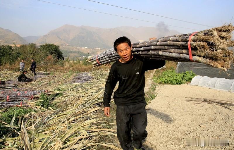 8名贵州蔗农远赴广西柳城龙头镇伏虎村，用三个月时间完成220亩甘蔗收割，共获得1