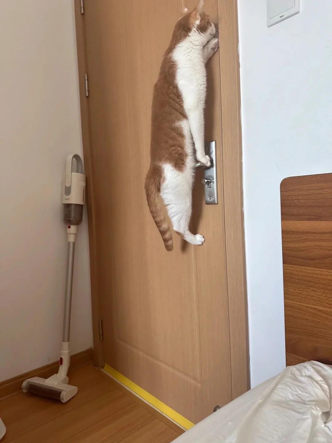 我家橘猫这样正常吗？  ​​​