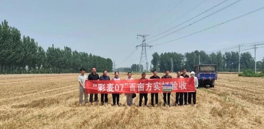 省市农技专家对曹县“彩麦07”进行百亩方实打验收
6月5日，曹县三宝种植专业合作