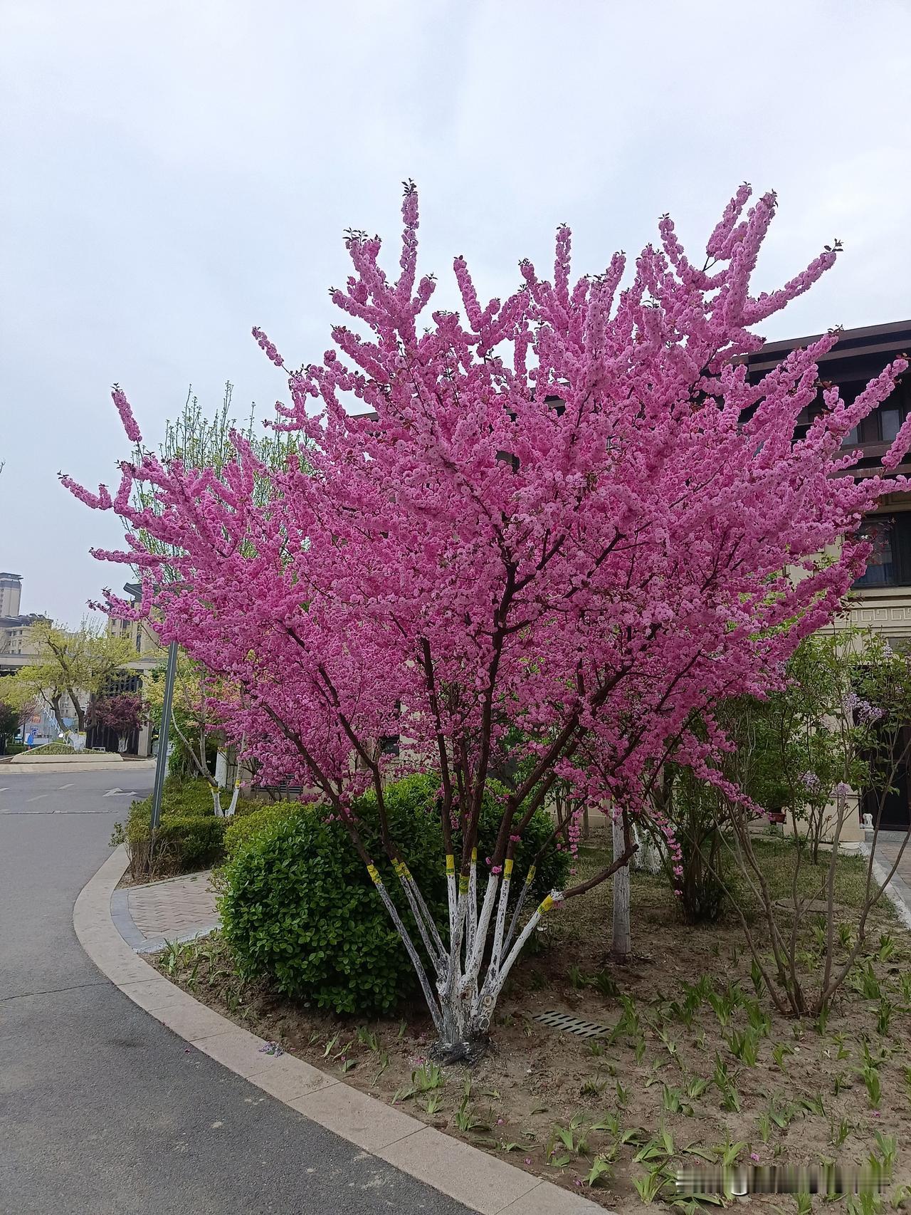 近日来天气风和日丽，外面的花都开了，都说最美不过四月天，四月的美景让人心情愉悦，