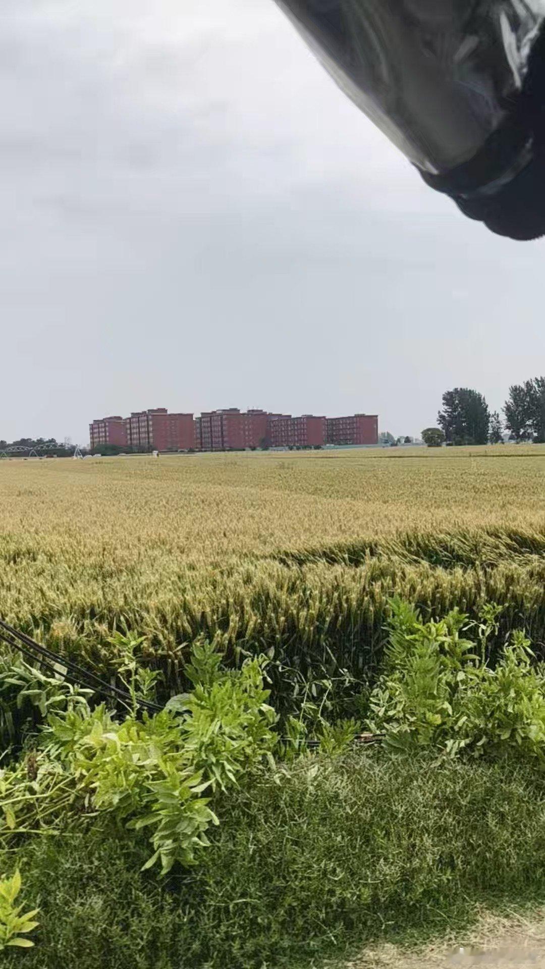 又到一年丰收季小麦