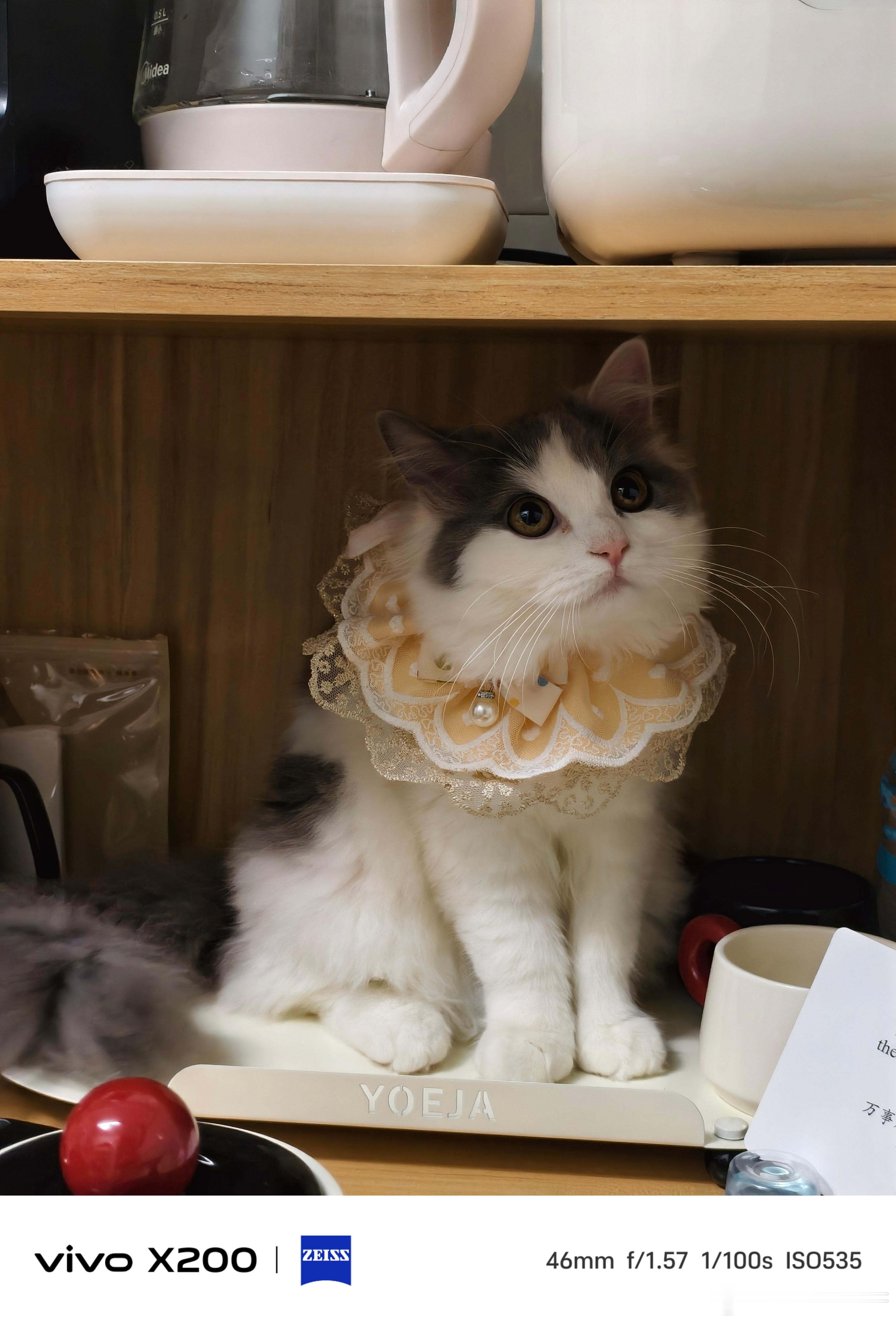 小猫跑到餐边桌我的茶水盘上啦？没事哒没事哒[抱抱]先给小猫来拍几张“写真照”！在