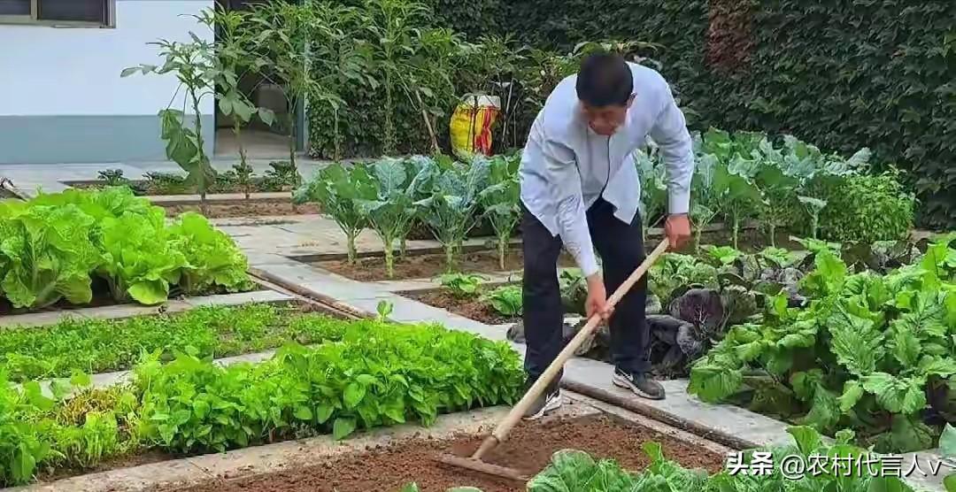 一个中年人的“田园觉醒”：看完315晚会那晚，我递了辞职信，回村种菜了。
 
3