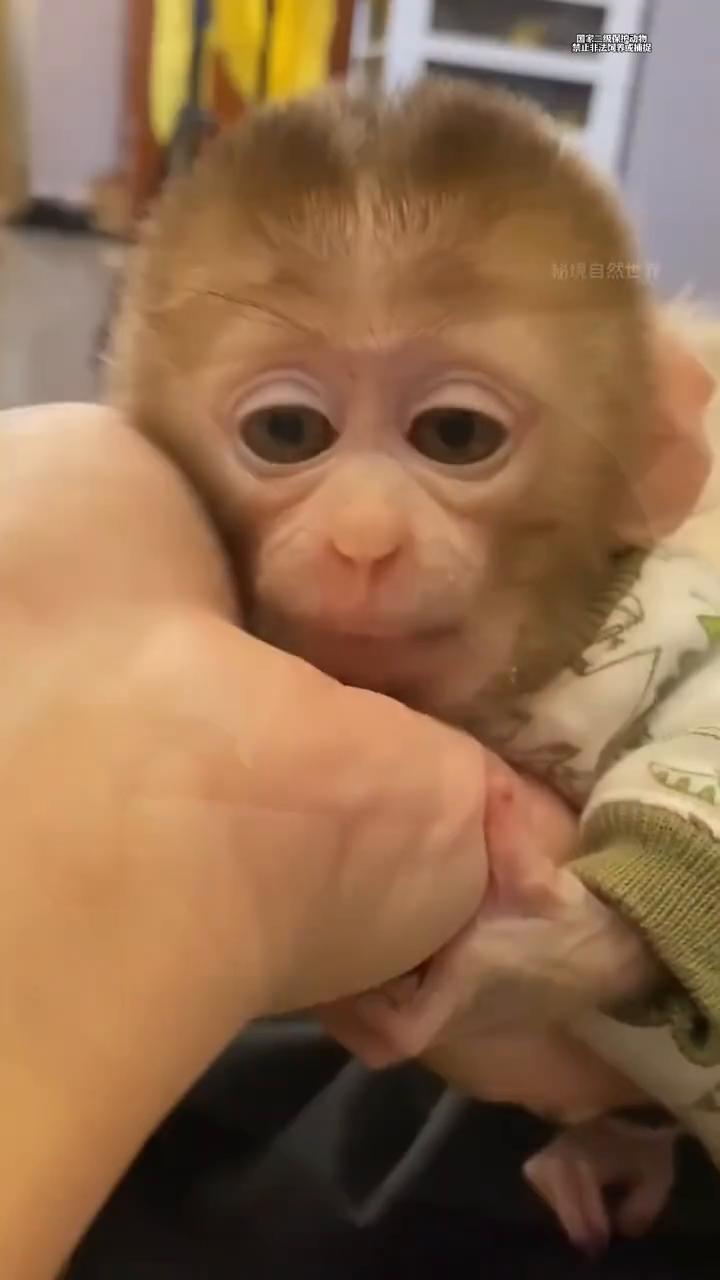 如果你把手伸到小猴子面前，它就会立刻抓住你的手指往上爬。因为此时它才两个月大，只