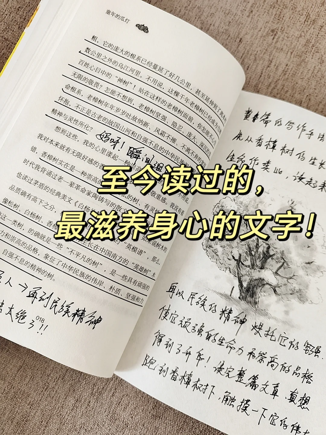 文笔美到心颤❗真恨不得全书背诵啊啊