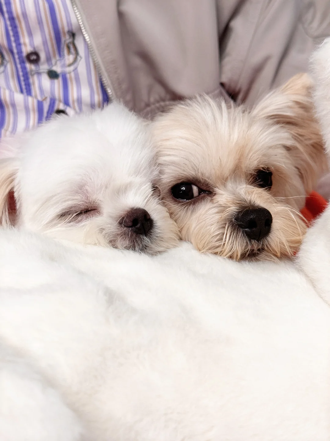 冬日限定：两只毛茸茸的小暖炉，温馨又治愈