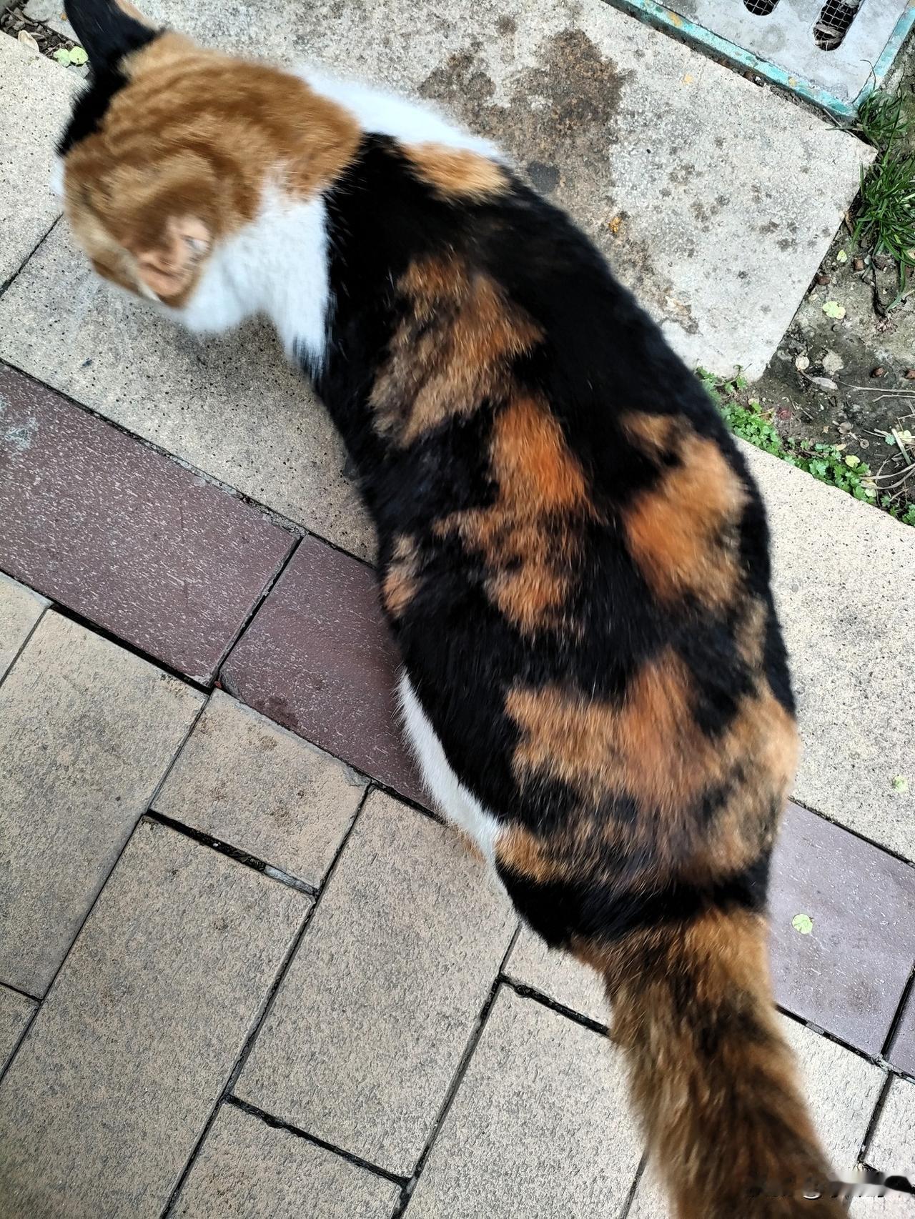 是三花猫吗？有三种颜色都是三花吗？
三花喵咪