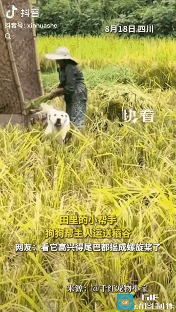 刷到新华社发布的这段丰收视频，看着心里格外舒服。
四川的稻田迎来秋收，农户在田里