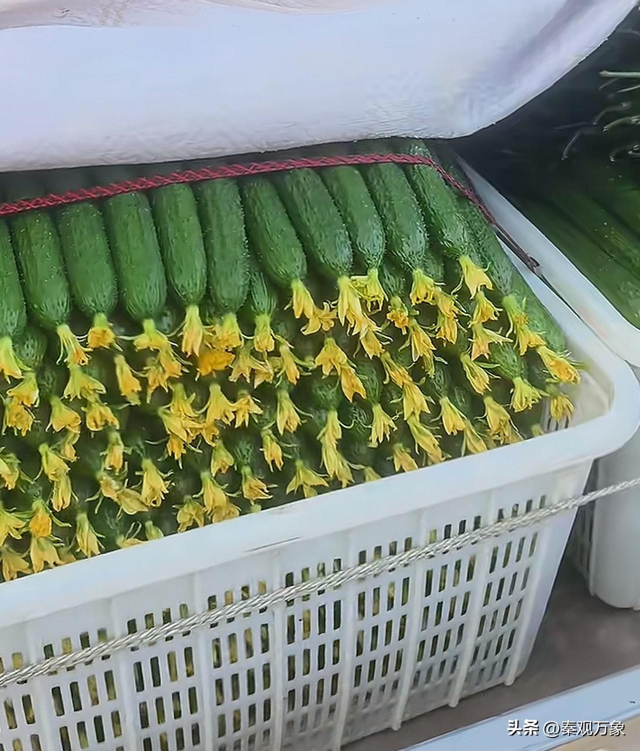 谁能告诉我，黄瓜为什么能长的这么直，这么好看，简直一模一样！记得小时候家里种的黄