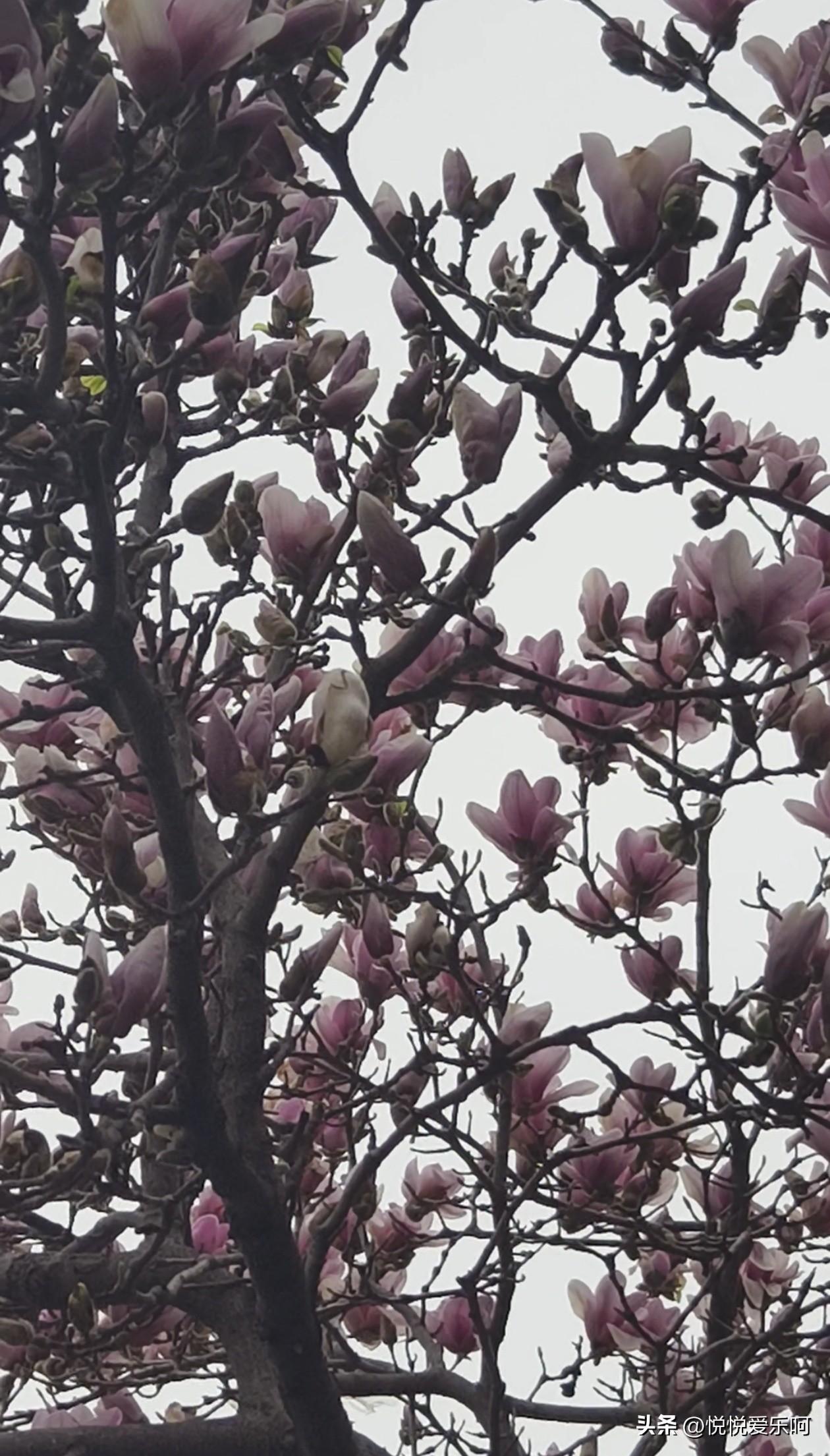 发现好多城市都有这种玉兰花，不知是我拍摄的技术不行，还是别的什么原因，总不如别人