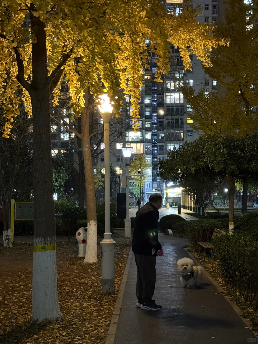 街灯下 老父亲与狗