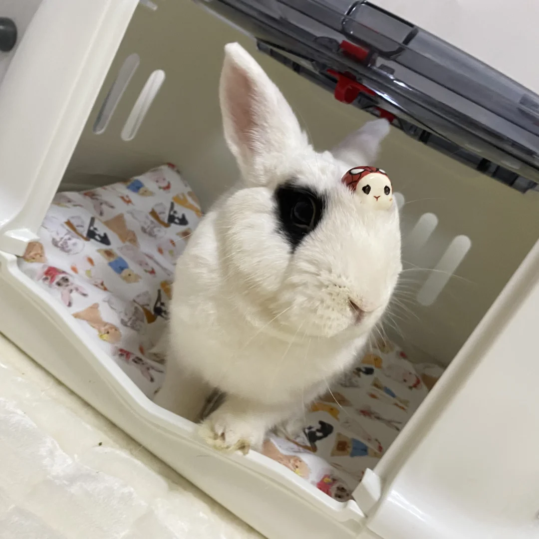 小蜘蛛侠改装完毕