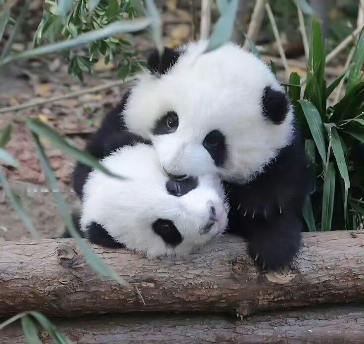 森林驿站你做的对，有人嫉妒你。你做的错，有人嘲笑你。你做的少，有人鄙视你。你做的