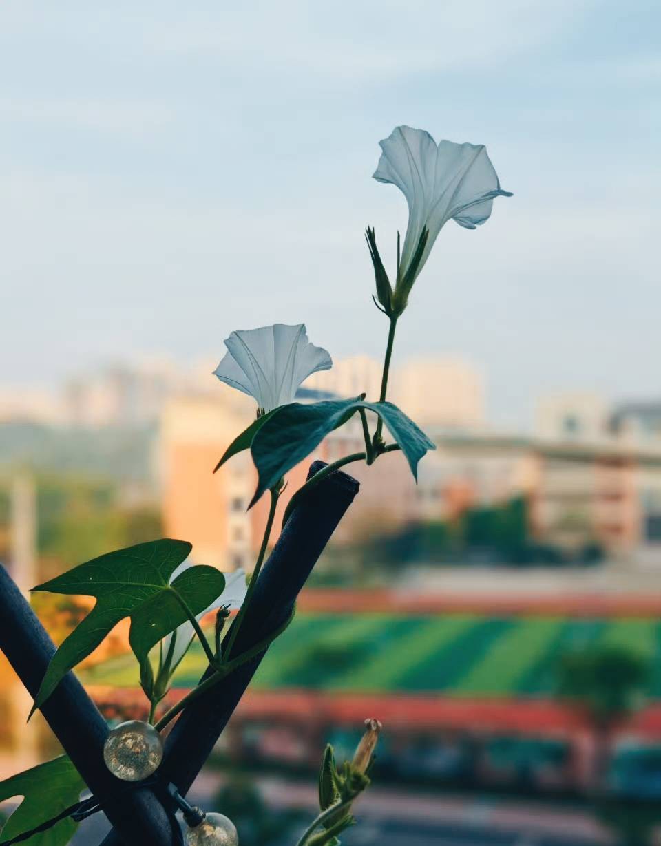 船行半途遇浓雾，前路一片渺茫，忽然惊觉人生亦是如此，半生匆匆走过，未来依旧模糊，