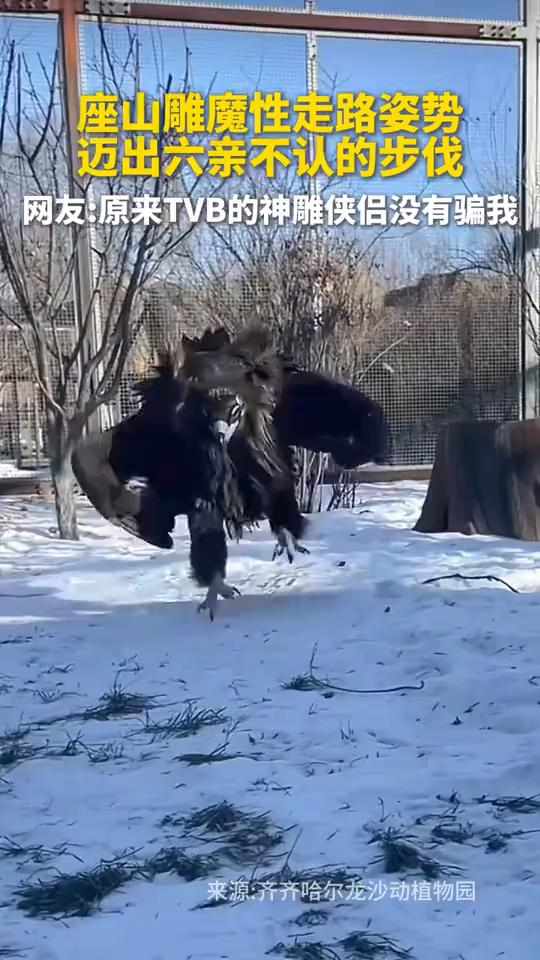 座山雕魔性走路姿势，迈出六亲不认的步伐。
来源：齐齐哈尔龙沙动植物园。