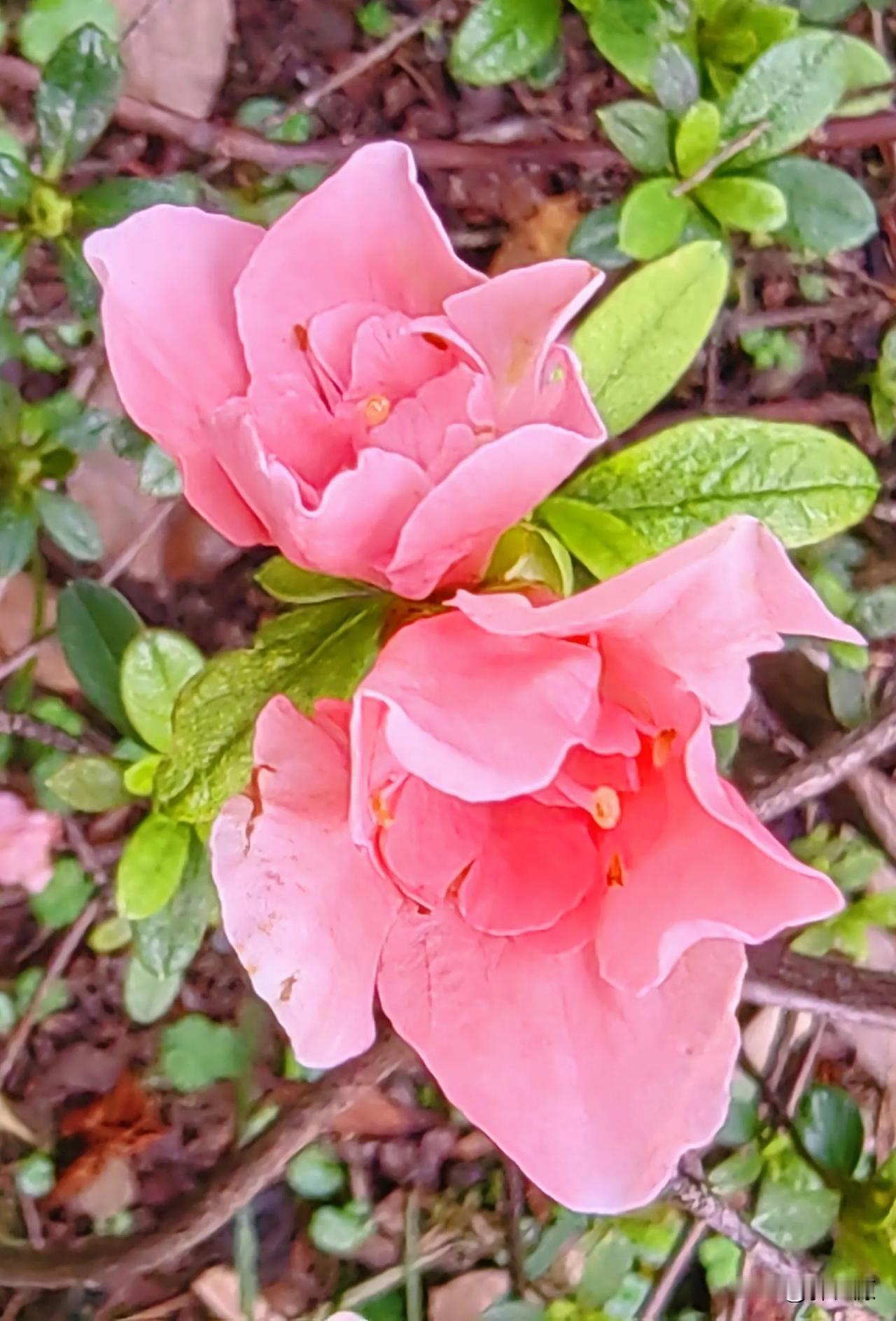 初冬，万州区西山公园花卉园里夹竹花、杜鹃花竞相开放，绿叶丛中一朵朵小小的，卷卷的