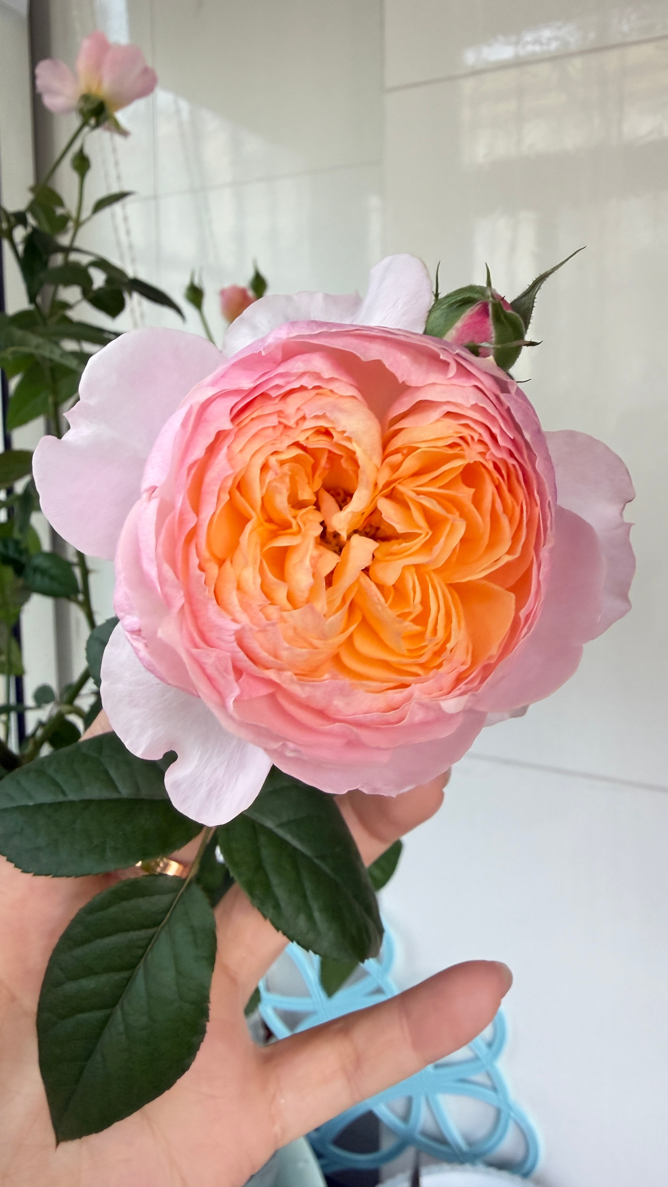 🌸不停的开我不停的收