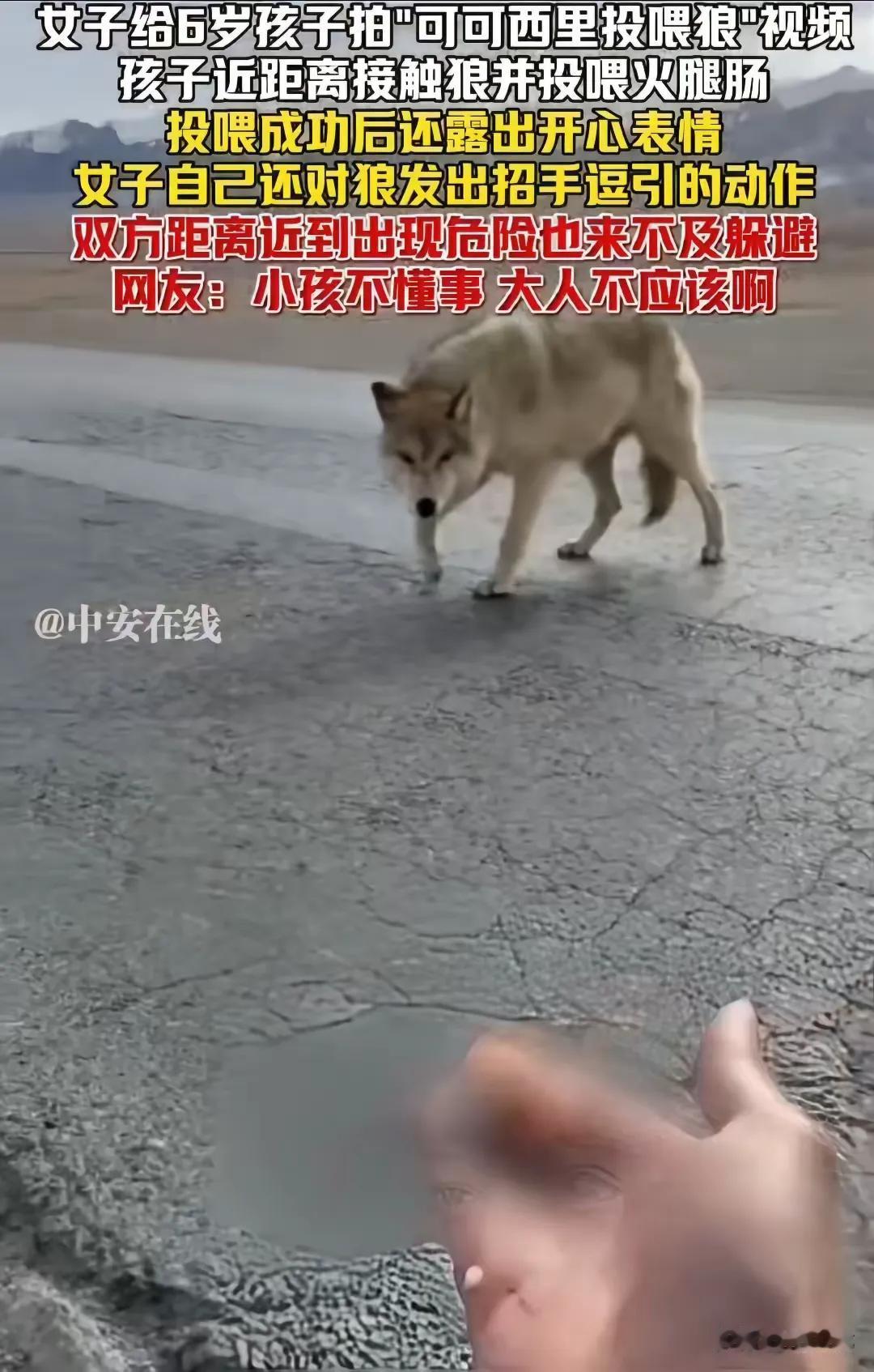 见过心大的，没见过心这么大的！女子在可可西里遇到了一头白狼，此前女子刷视频曾见过